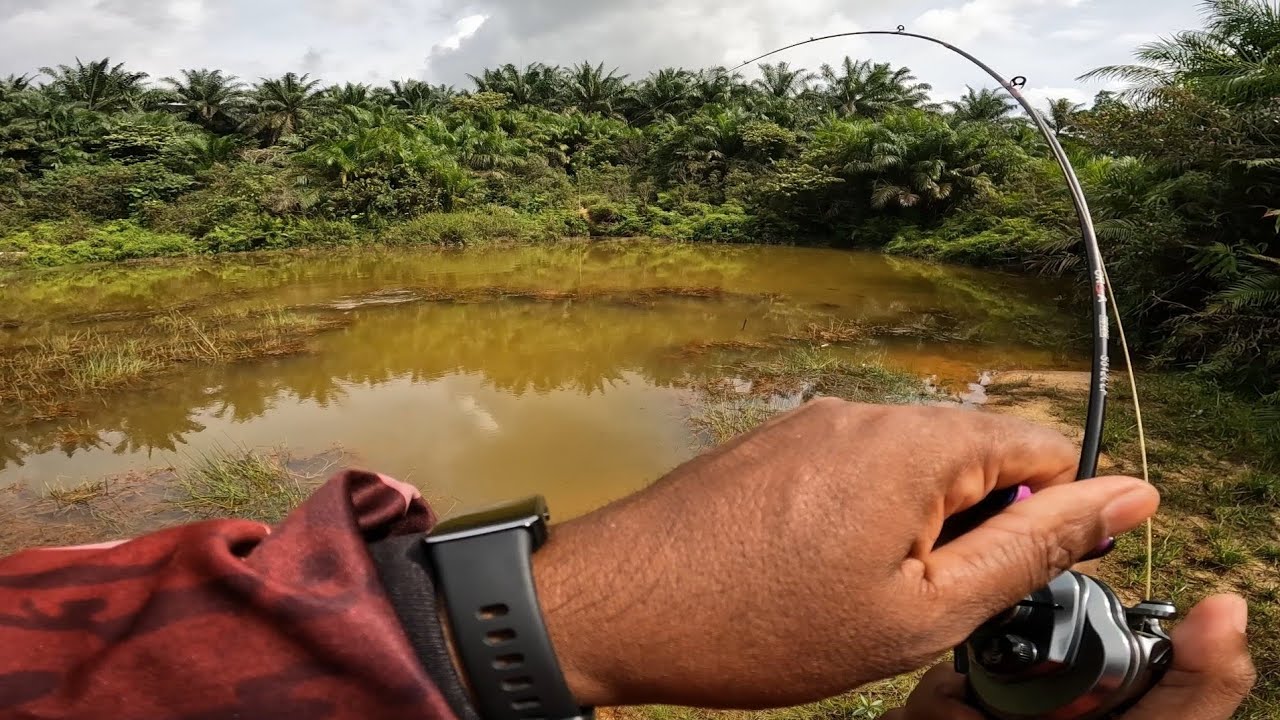 FULL SAMBARAN || SEPERTI MANCING DI KOLAM IKAN GABUS!!!