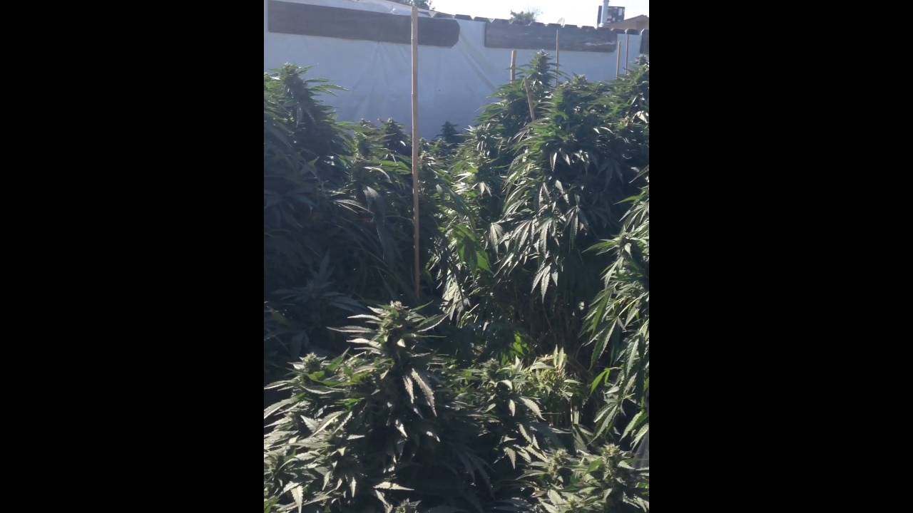 Quick peek at some Outdoor bubba kush