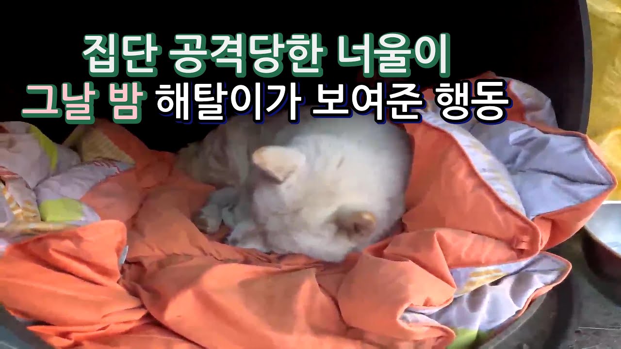 집단 공격당한 너울이 그날 밤 해탈이가 보여준 자비로운 모성애