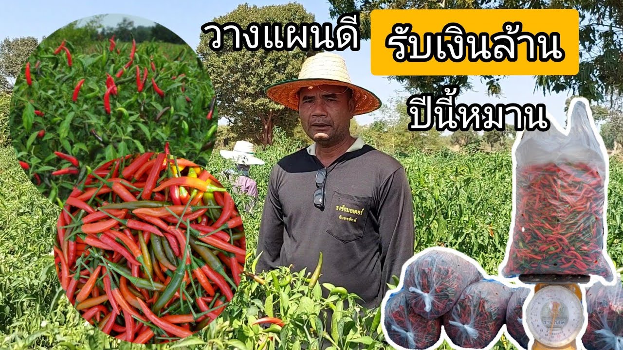 ปลูกพริก ช่วงไหน ราคาดี ปลอดโรคแมลง  | บ้านสวนเกษตรทศพิช