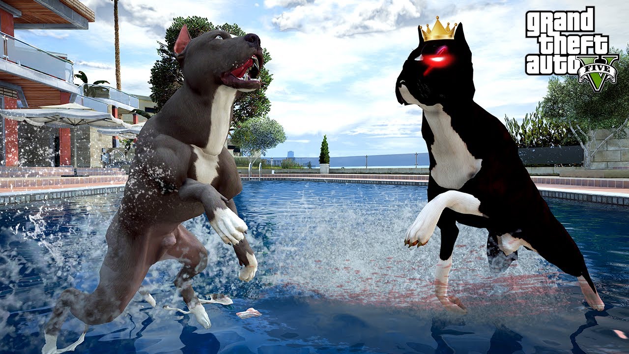 PİTBULL TERMİNATÖR VS ARENALAR PRENSİ BOXER KASAP! - GTA 5 PİTBULL'UN HAYATI