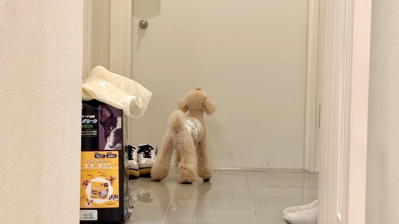 居なくなった飼い主を待ち続ける犬に涙が止まらない