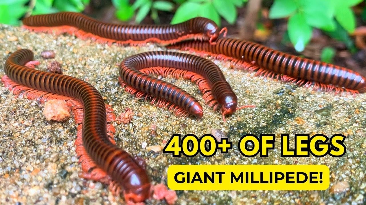 Hundreds of Giant Millipedes Close Up So Amazing Legs in Motion!