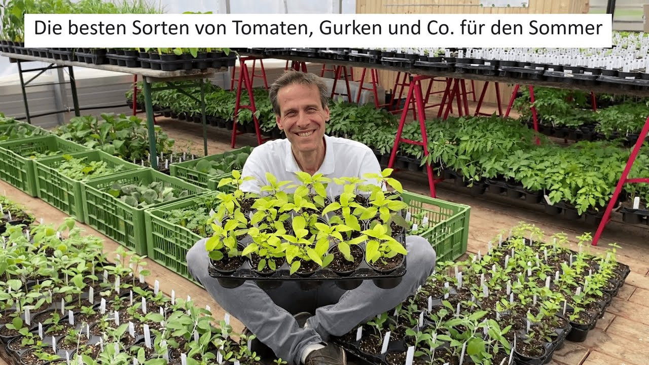 Top Sorten für den Gemüse-Sommer 👑 Tomaten, Gurken, Chili - Lieblinge für eine tolle Ernte!