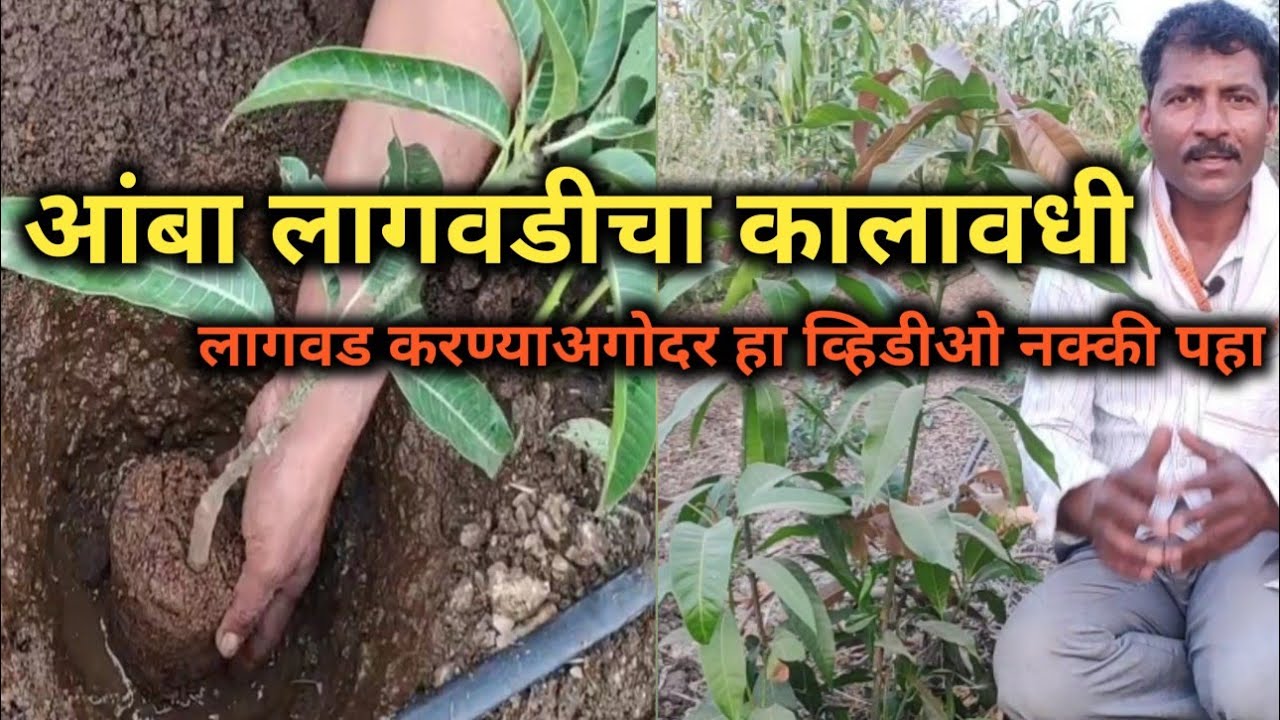 आंबा लागवड कधी करावी,कालावधी कोणता,व्हिडीओ पाहिल्याच्या नंतरच निर्णय घ्या फसवणूक टाळा🌱🌳🌳