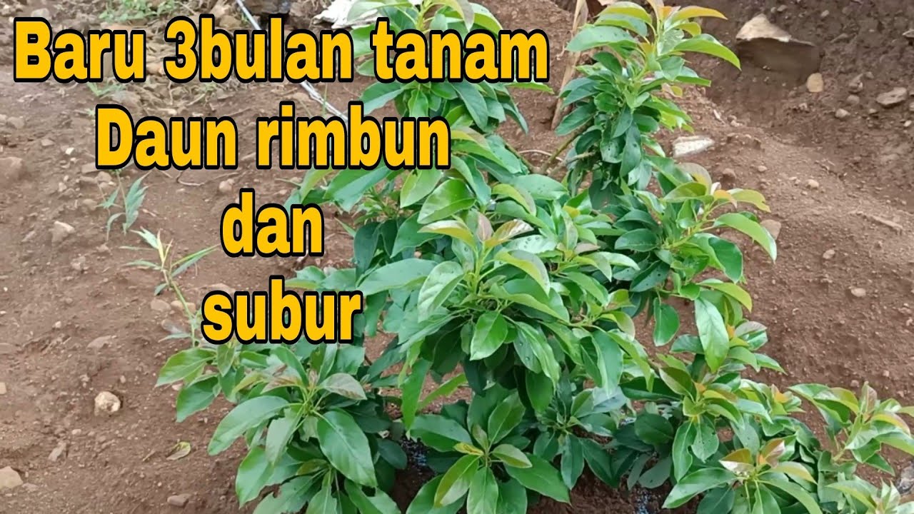 RAHASIA SUKSES BUDIDAYA  ALPUKAT