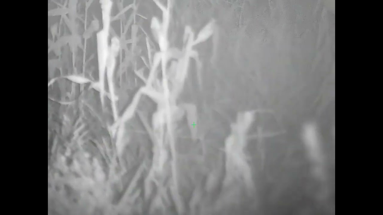 Infiray TD50L night shoot the wild boar in corn/ strzał do dzika w kukurydzy