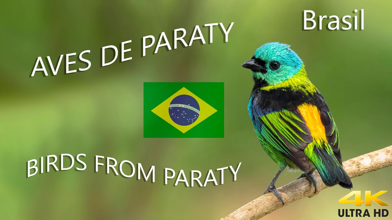 Aves de Paraty/RJ - Birds from Paraty - Brazil UHD