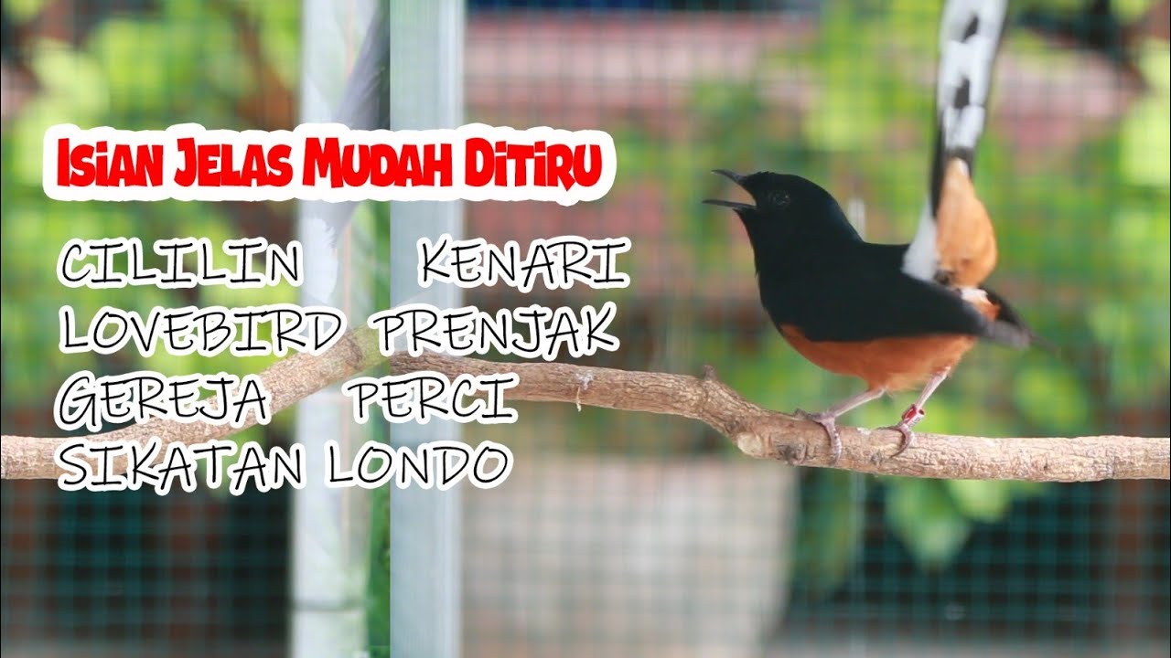 PANCINGAN PAGI MURAI BATU BONGKAR ISIAN CILILIN , 100% EFEKTIP BUAT MURAI BATU MALAS JADI GACOR
