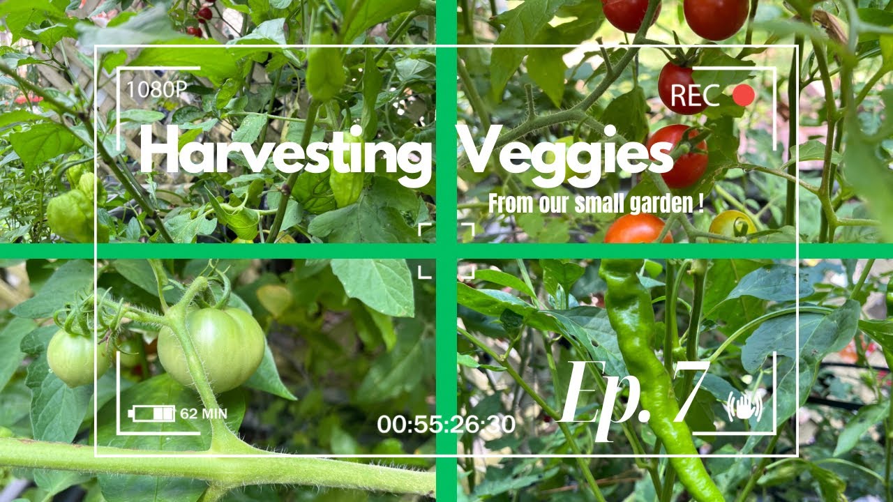 Harvesting & Cooking Veggies from our Urban Garden | Cherry Tomatoes,Hot Peppers,Cucumbers +More