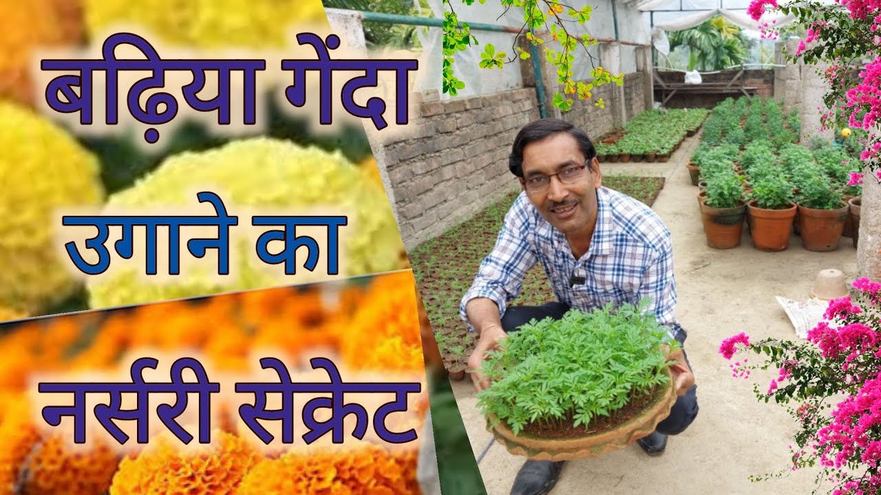 सबसे बढ़िया गेंदा बीज से उगाने का नर्सरी तरीका सिख लीजिए // Growing Best Variety Marigold