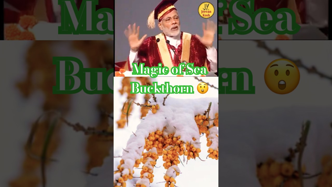 Sea Buckthorn Magical plant richest source of vit C PM Modi reveals #seabuckthorn #vitaminc #pmmodi