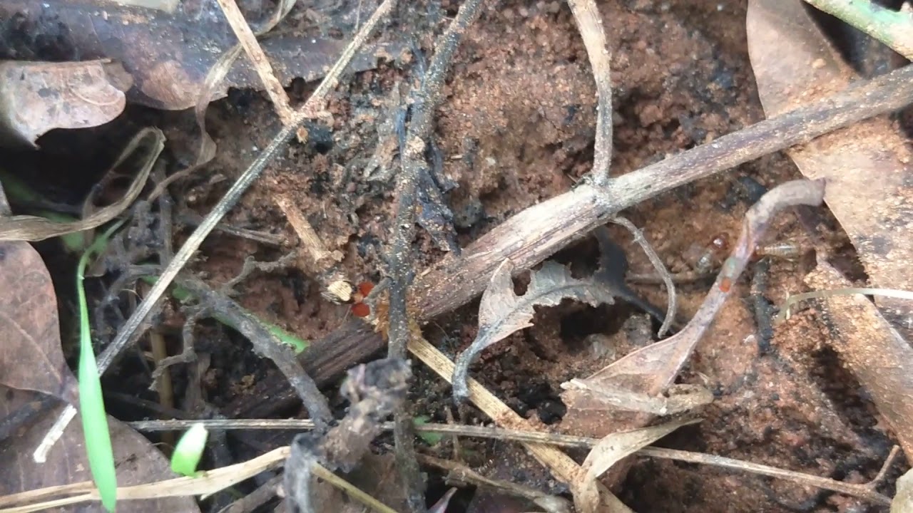 Termite colony alarm communication