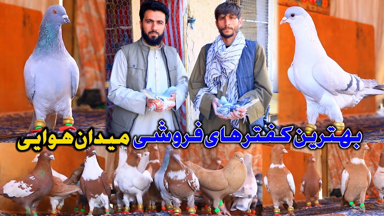 Kabul Airport Best Pigeons for sale| خیل جدید | بهترین کفترهای فروشی به قیمت ارزان دوکان فریدون 