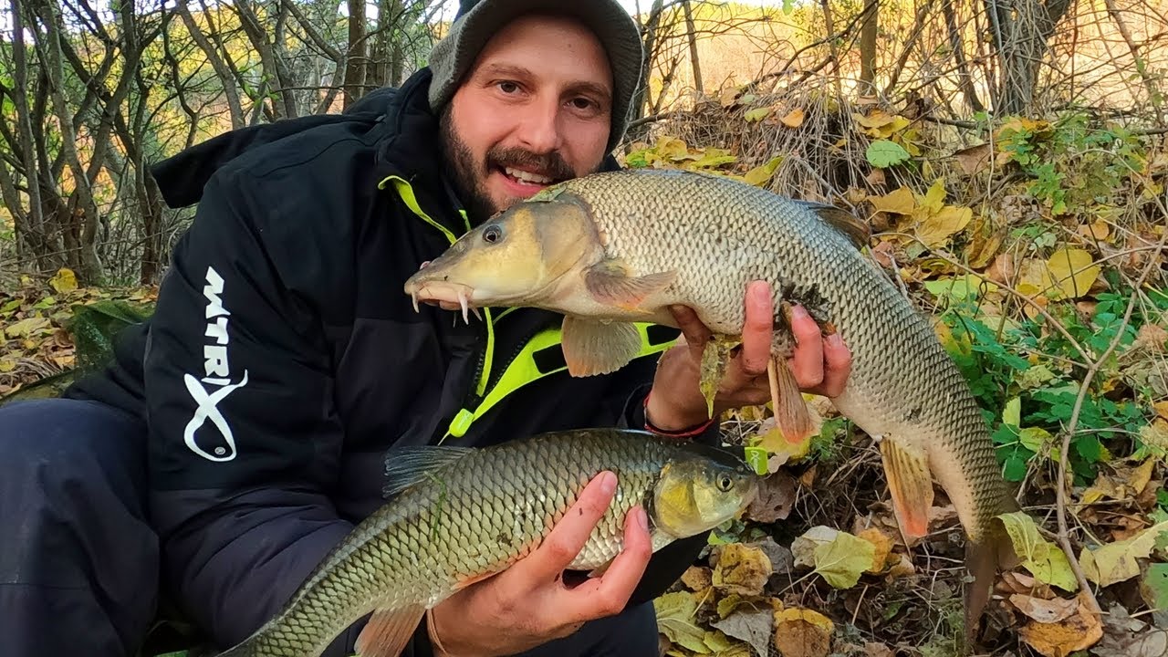 НОВ РЕКОРД-МРЕНИ и КЕФАЛИ ми ЗАПАЛИХА АВАНСА РИБОЛОВ с БОЛОНЕЗА и ПЛУВКА-BARBEL and CHUB FISHING