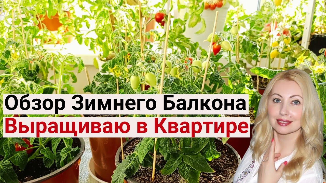 Мой Зелёный Оазис Зимой! Помидор Черри, Урожаи Микрозелени! Огород на Лоджии.