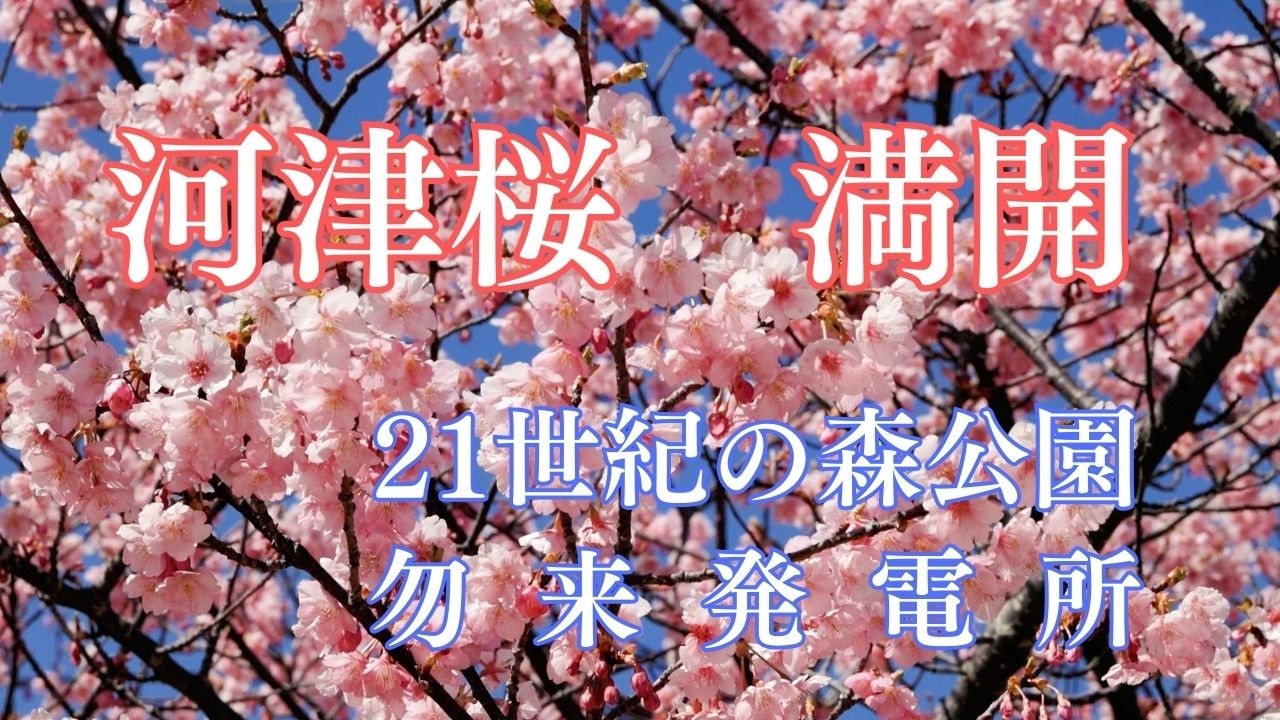 満開の河津桜2026　21世紀の森公園と勿来発電所