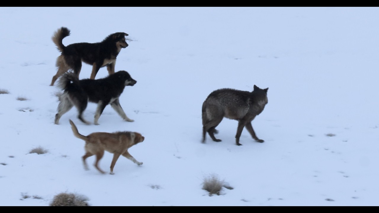 Tibetan Black Wolf vs Stray Dogs - Lupo nero Tibetano & cani randagi