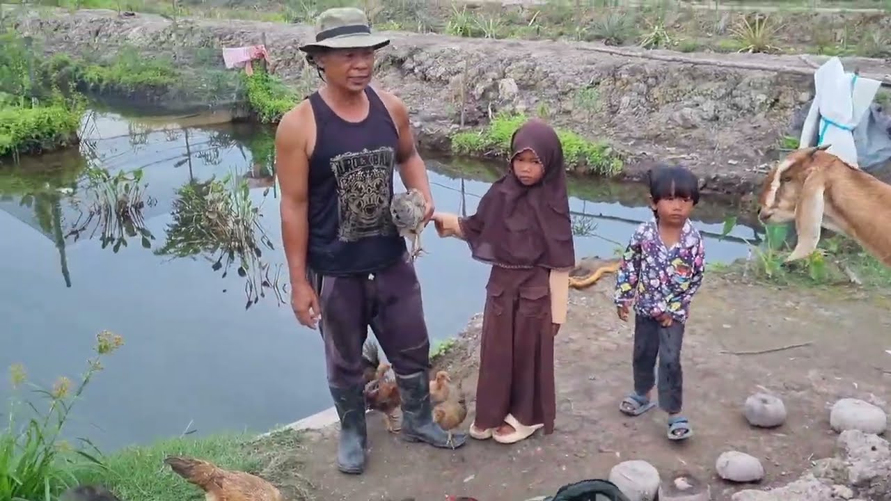 MENIKMATI HASIL TERNAK AYAM UNTUK KONSUMSI SEHARI-HARI ,DI LAHAN RAWA,SELAIN HASIL PANEN PADI‼️