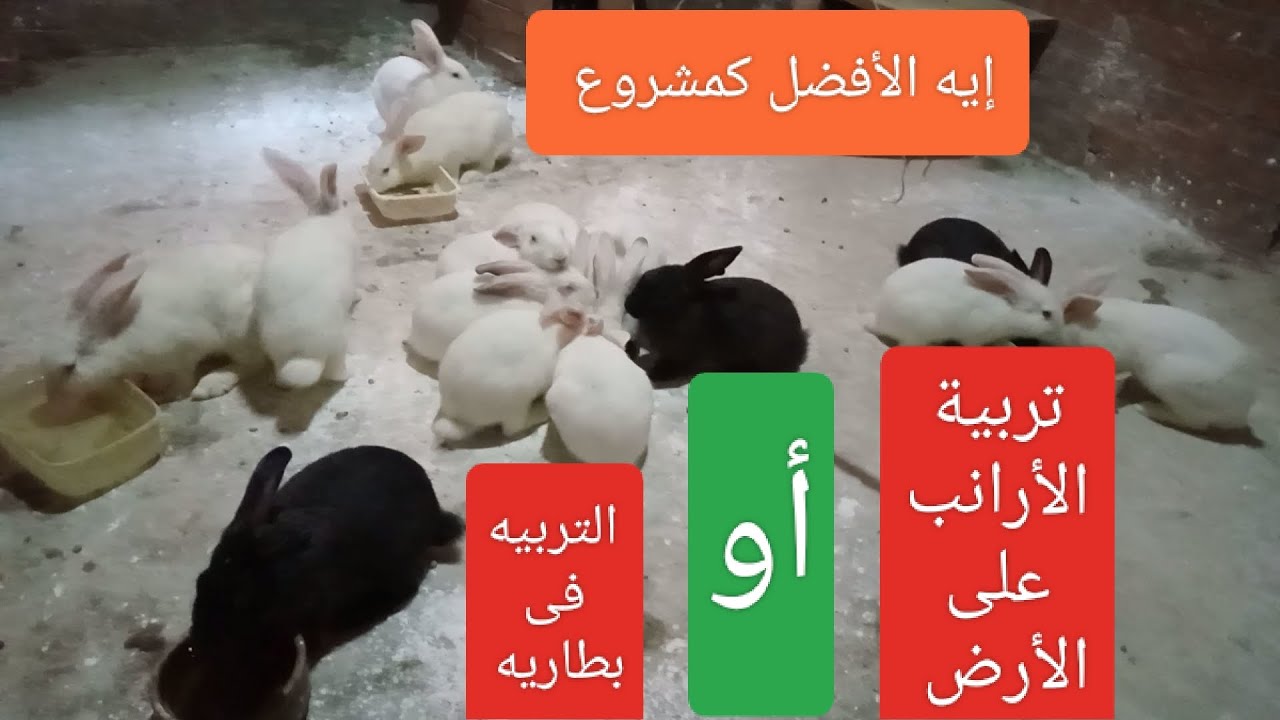 أيهما أفضل كمشروع تربية الأرانب على الأرض أو تربية الأرانب فى بطاريات