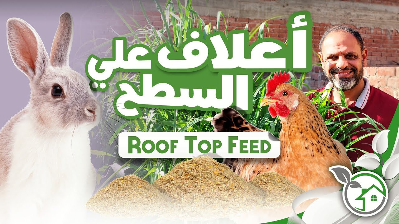 زراعة الأعلاف علي السطح الدراوة وعلف الفيل