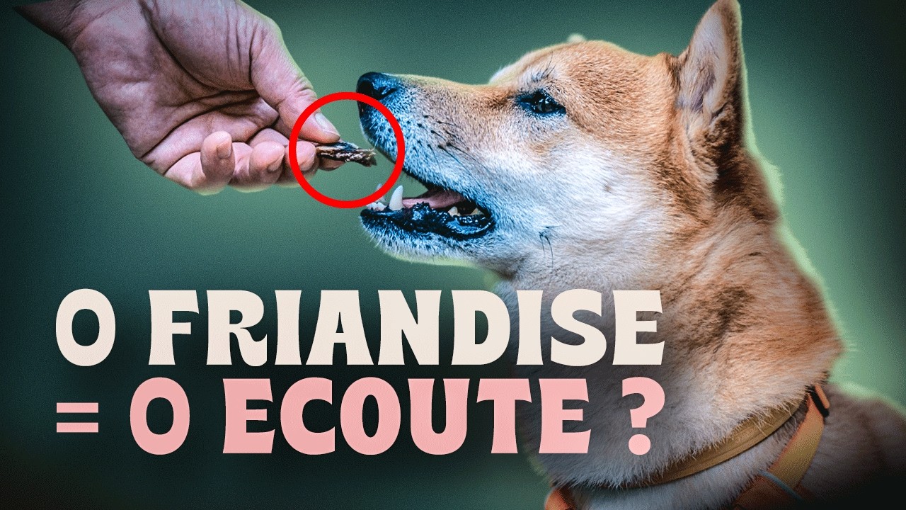 La friandise, PIRE ERREUR pour éduquer ton CHIEN  ?