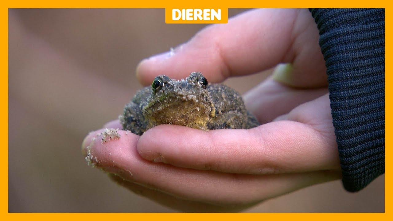 Kinderen helpen padden met oversteken