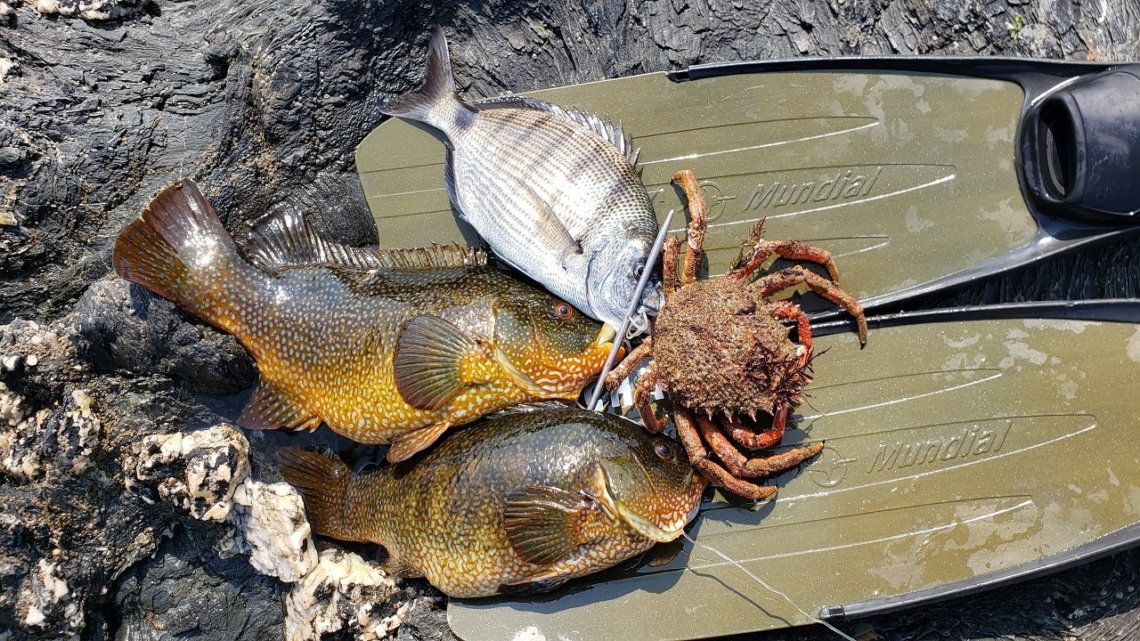 Chasse Sous Marine .Je tire sur tout ce qui bouge !!
