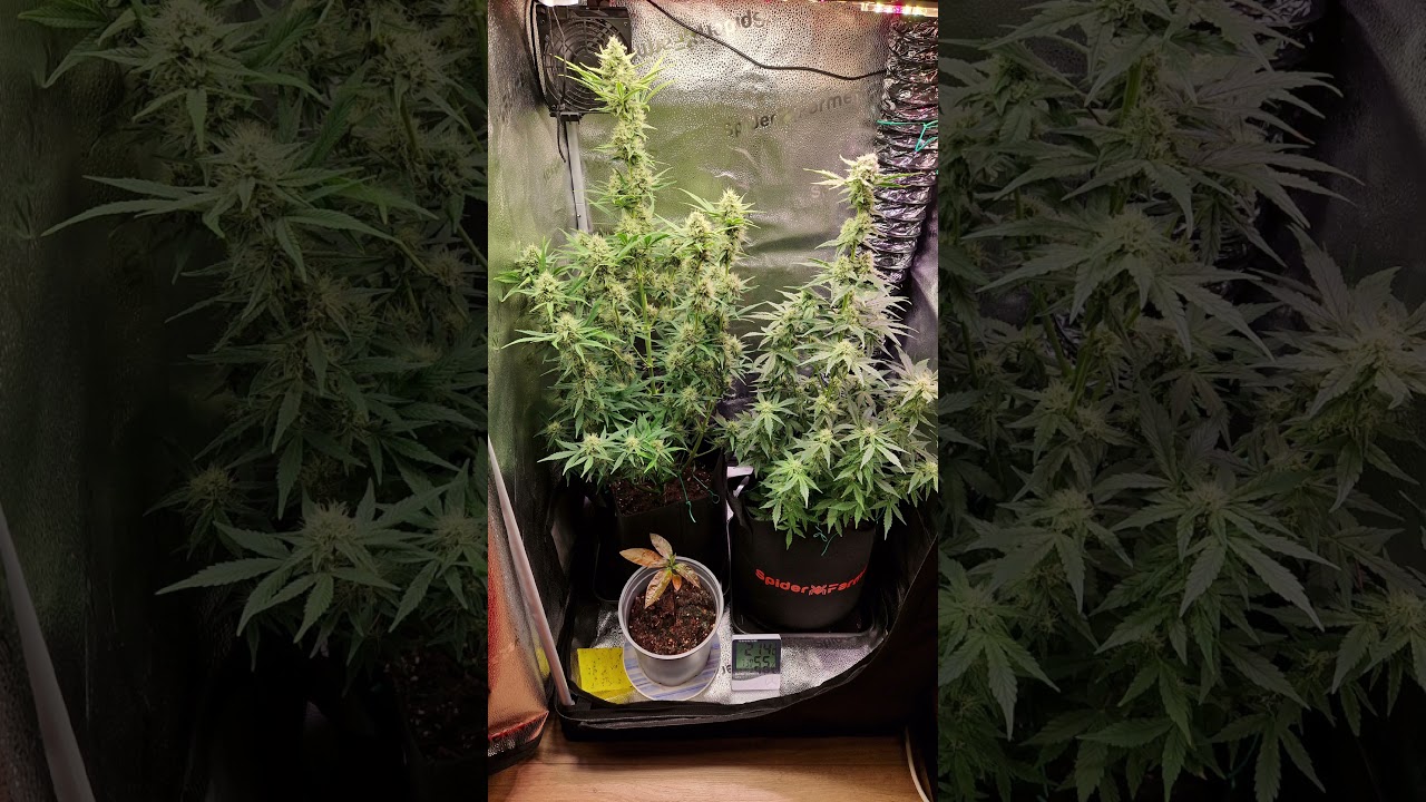 Seed To Harvest Do Si Dos  auto