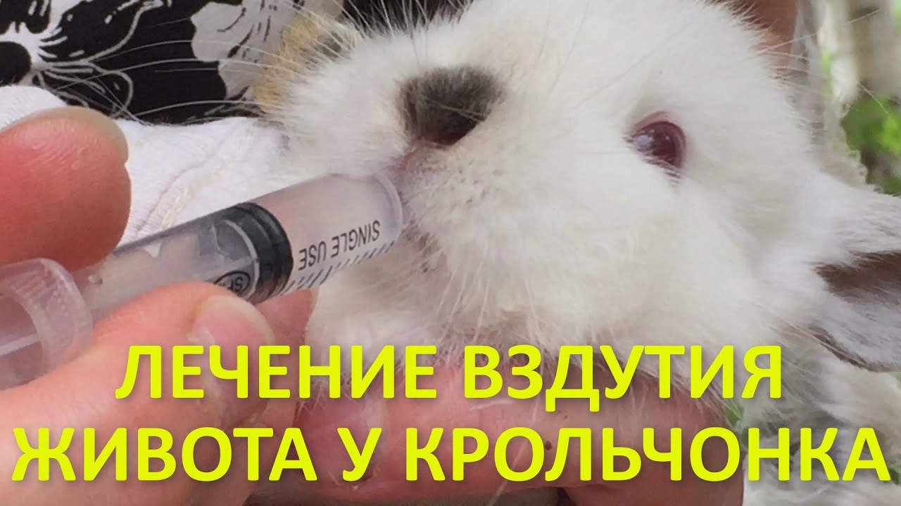 Лечение вздутия живота у кроликов. Почему возникает вздутие у кролика, что делать?