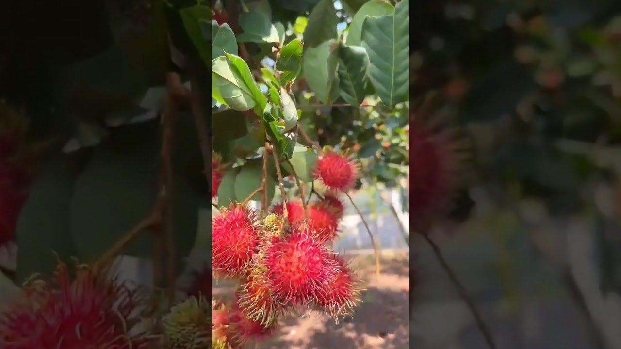 Apakah benar bahasa Inggris rambutan ? #shorts