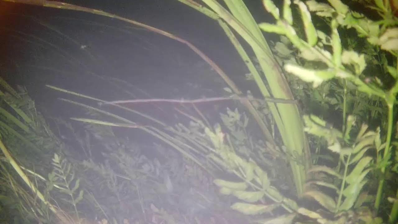 Underwater live cam - River Krka Knin, Croatia