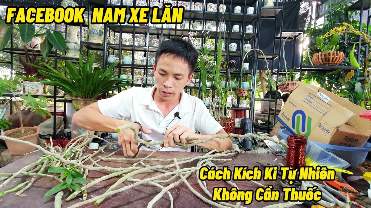 CÁCH KÍCH KI NHÂN GIỐNG  HOA LAN TỰ NHIÊN KHÔNG DÙNG THUỐC - NAM XE LĂN
