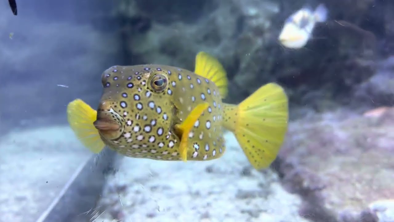 Acquario di Genova - 4K