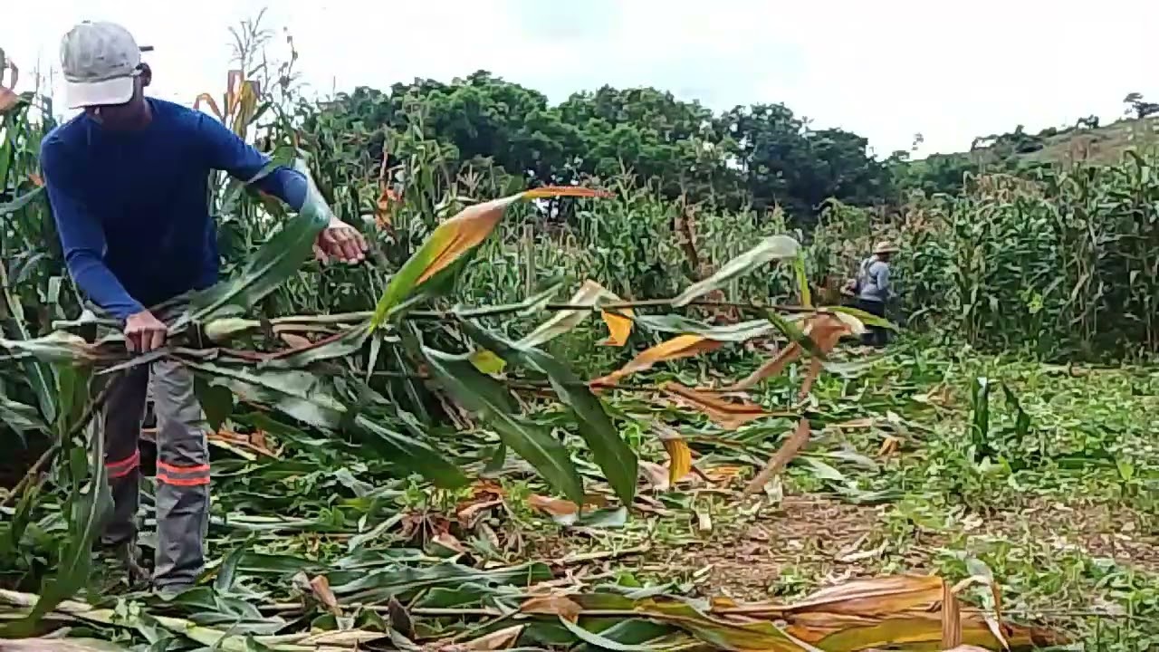 🌽🌽CORTANDO PÉ DE MILHO PARA FAZER SILAGEM.🍀🍀