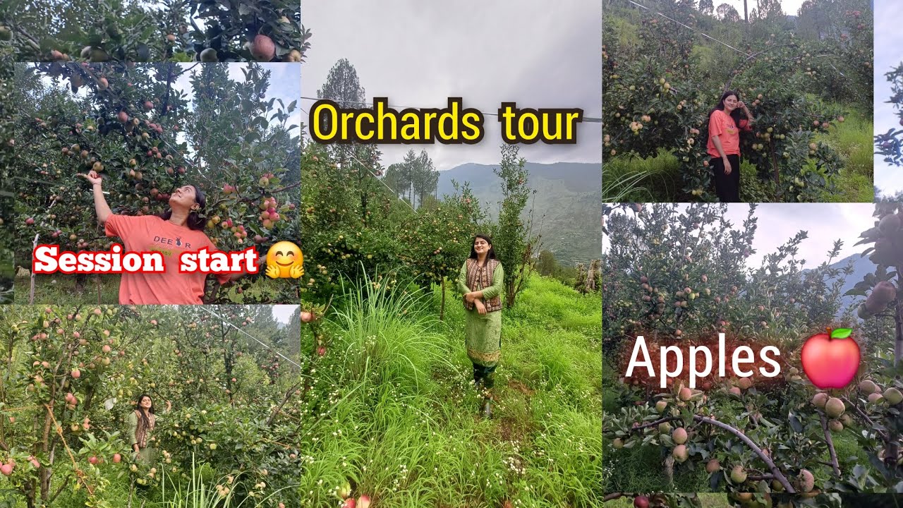 Our village  orchards  Tour🍎 || season  start हो  गया  है🌼#devbhoomi #villagelife #subscribe#love