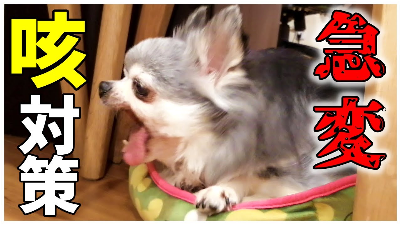 【犬の咳】愛犬の急変 激しい咳 気管虚脱対策