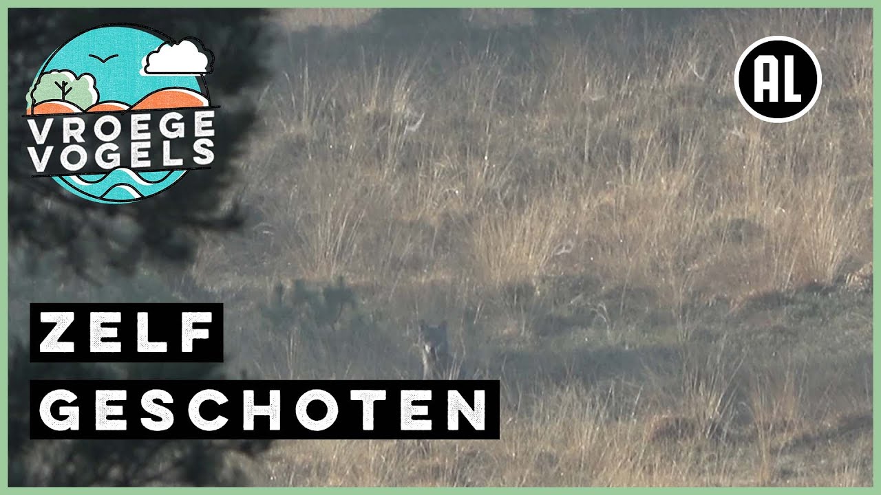 Wolf op de Veluwe | Zelf Geschoten | Vroege Vogels