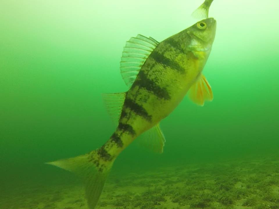 Our best GoPro underwater video of perch fishing