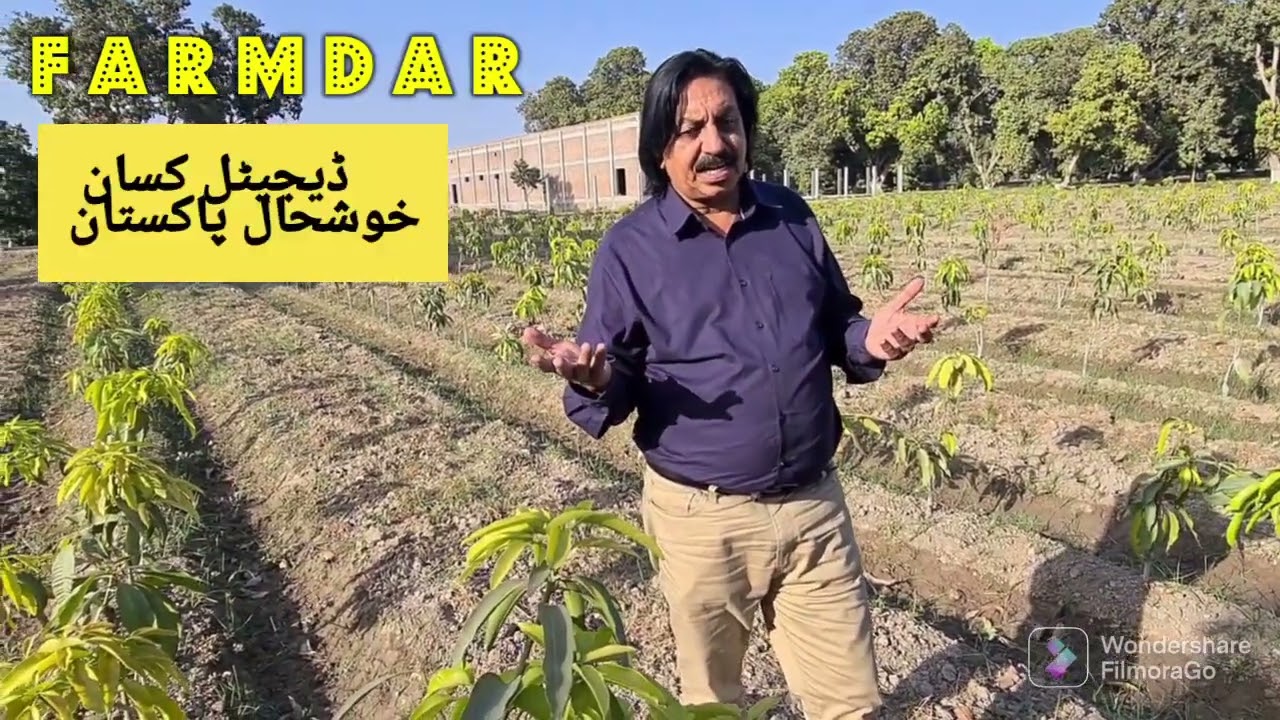 Irrigation System Mango STS. Ameer Haider Bosan Farms RYK