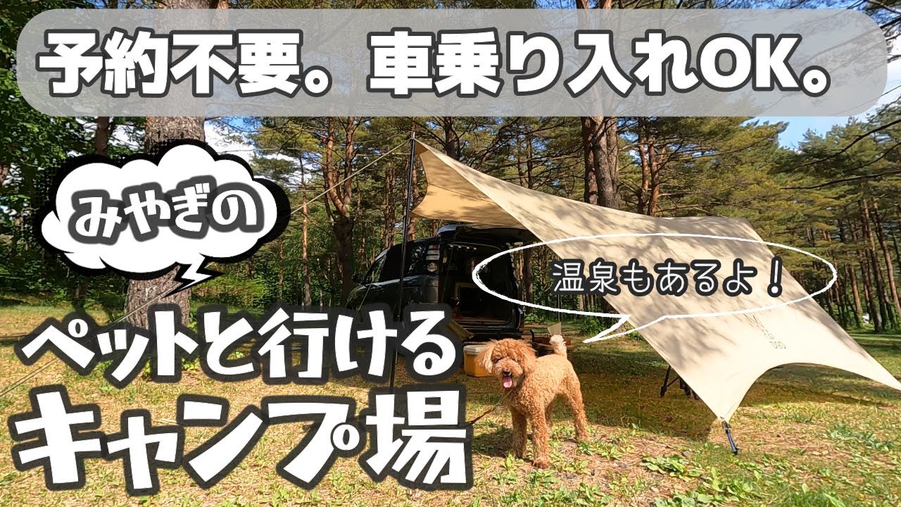 【宮城県 キャンプ場】①予約不要 ②ペットOK ③車乗り入れOK　温泉付きキャンプ場をトイプードルのむぎとご紹介