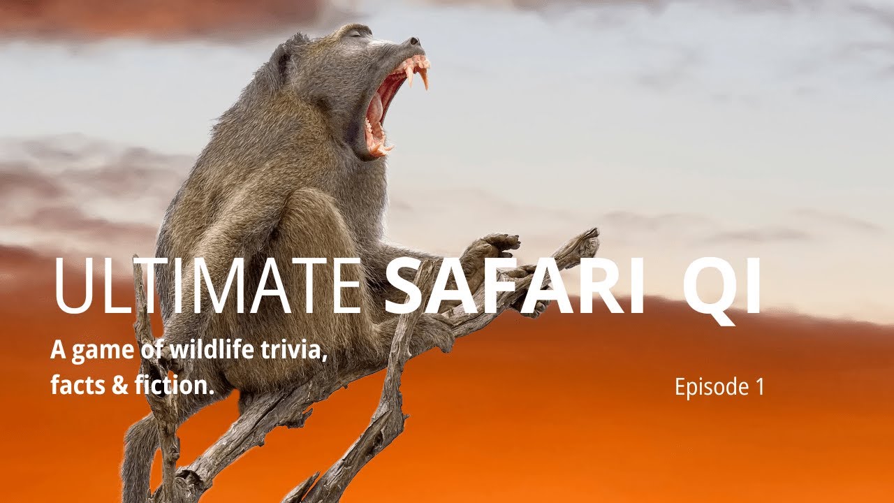 Chacma Baboon sounds like what?