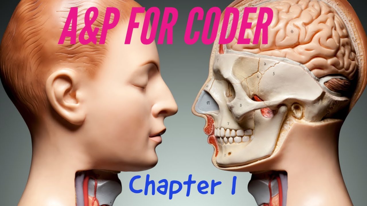ANATOMY & PHYSIOLOGY FOR CODERS  - CHAPTER 01: SKELETAL SYSTEM.