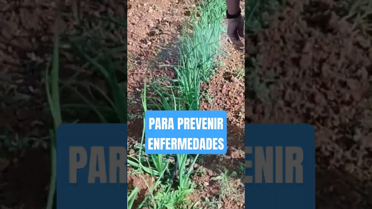 Prevenir enfermedades en las cebollas #cebollas #cebolla #huertocasero #agricultura #plantas #cobre