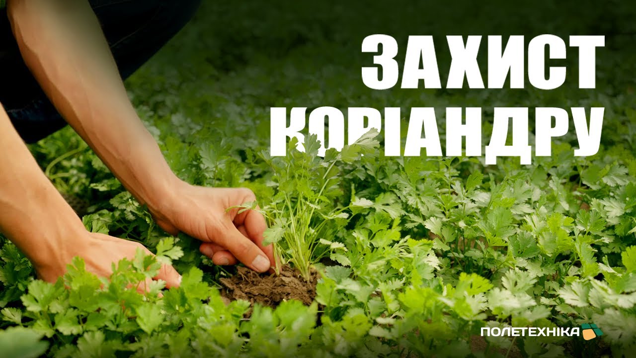 🌱 Коріандр 2025: Захист від бур’янів, гербіциди, стан посівів