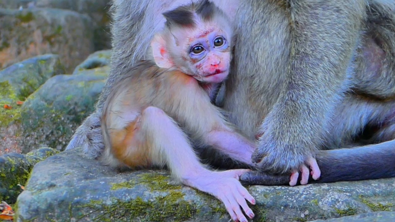 Poor Baby Monkey Boris 😢 Blue Swollen Eyes After Falling from Tall Tree | So Heartbreaking