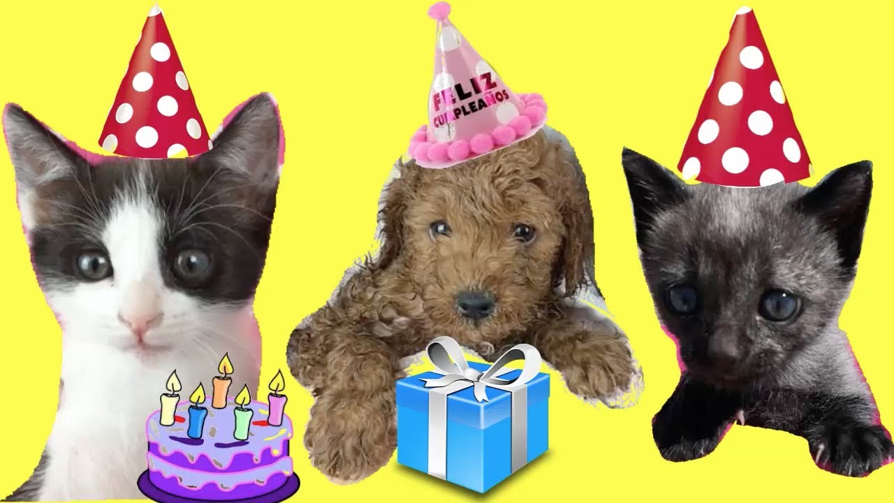 Cumpleaños feliz de mi perrito con los gatitos bebés Luna y Estrella para niños / Funny cats