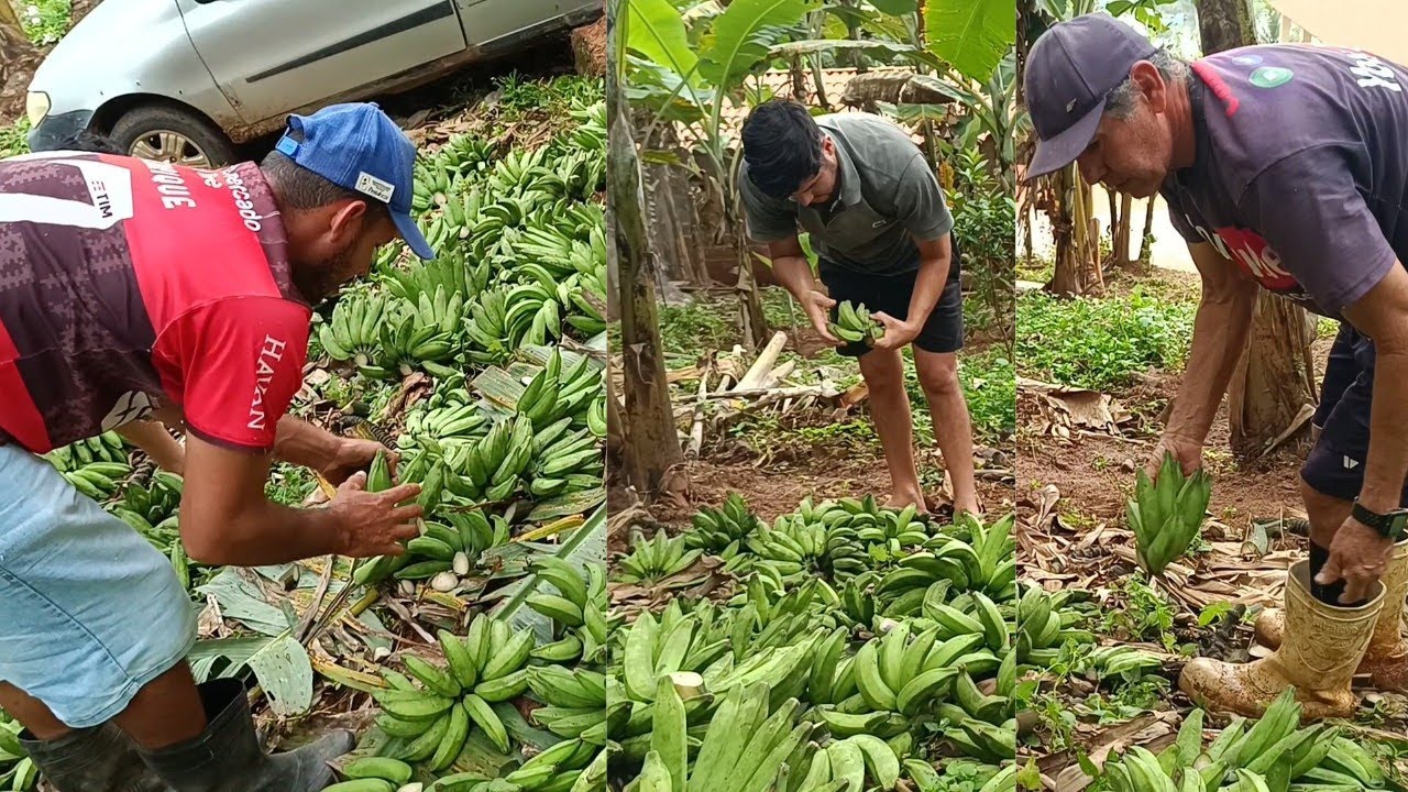 COLHEITA FRUTUOSA DENTRO DO SÍTIO!! VEJA O TANTO QUE RENDEU A COLHEITA DE HOJE!!