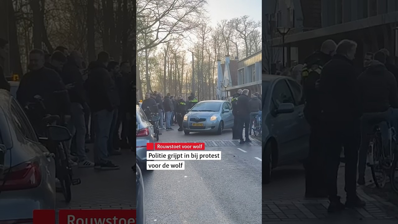🐺 Rouwstoet voor doodgeschoten wolf #renswoude #wolf #protest #rtvutrecht
