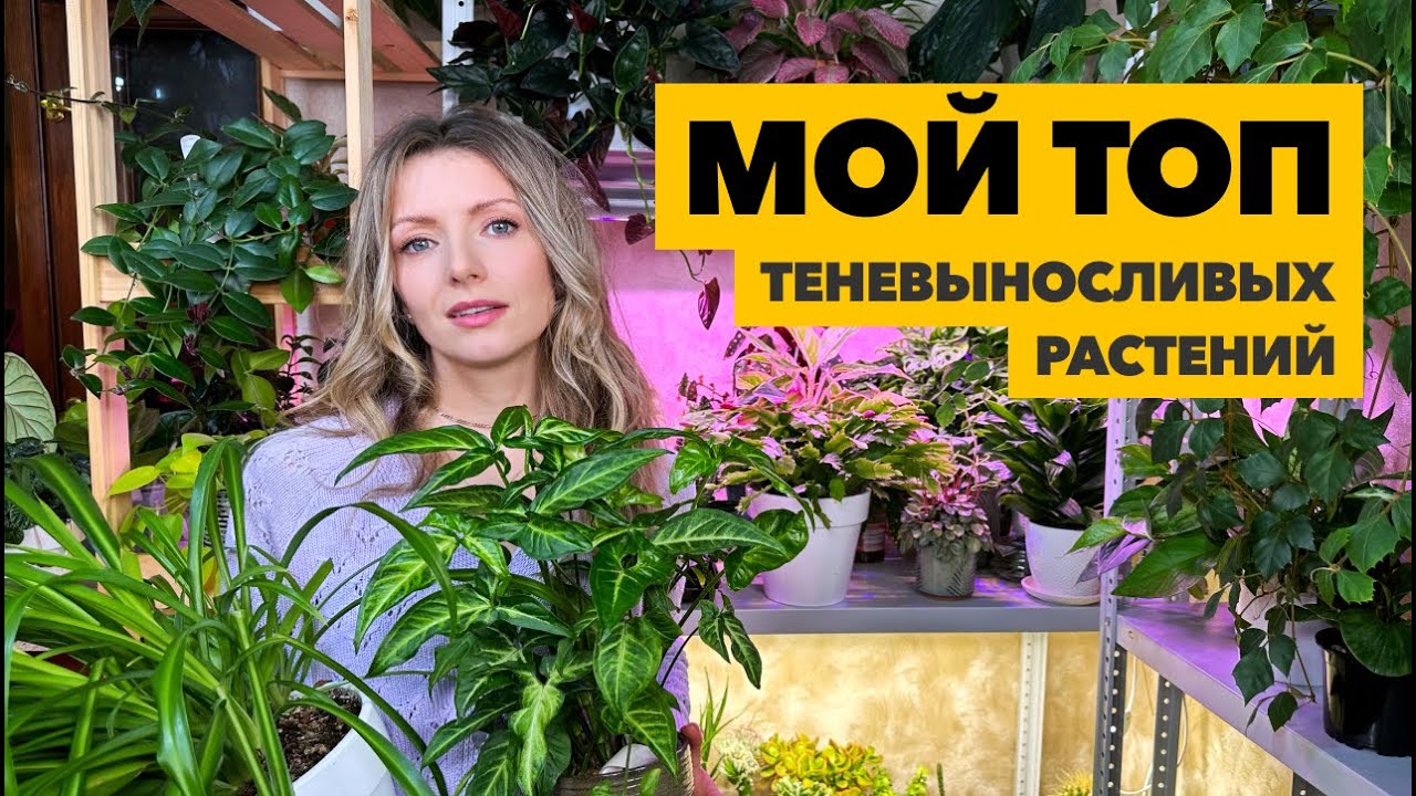 Теневыносливые комнатные растения  » Выбор растений для плохо освещённых помещений